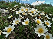 03 Camedrio alpino (Dryas octopetala) esplosione in Alben